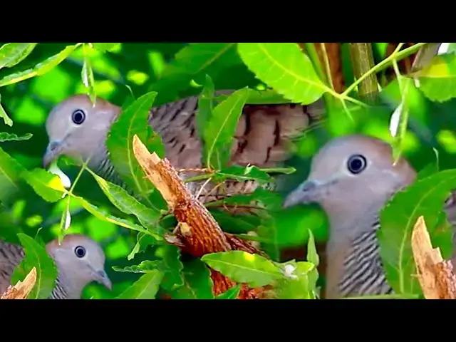 'Video thumbnail for Top Wild of mother dove with baby | dove bird on nest'