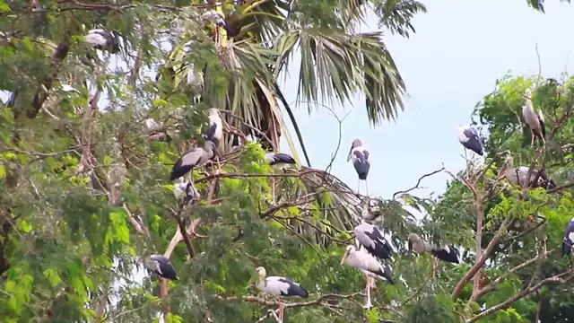 'Video thumbnail for Bird find nest for sleep here'