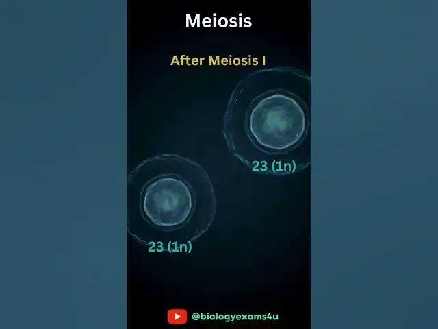 'Video thumbnail for Meiosis in Humans Animation #education'