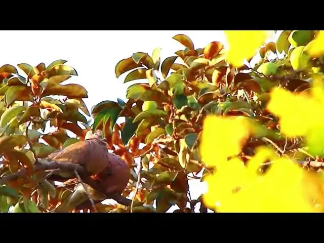 'Video thumbnail for Dove call other dove to in love in forest'