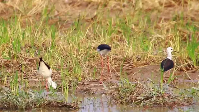 'Video thumbnail for Small bird wait catch food eat'
