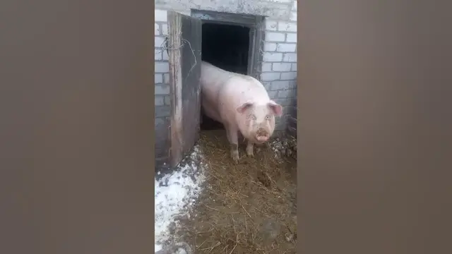 'Video thumbnail for Why are pigs the cleanest animals? #shorts'