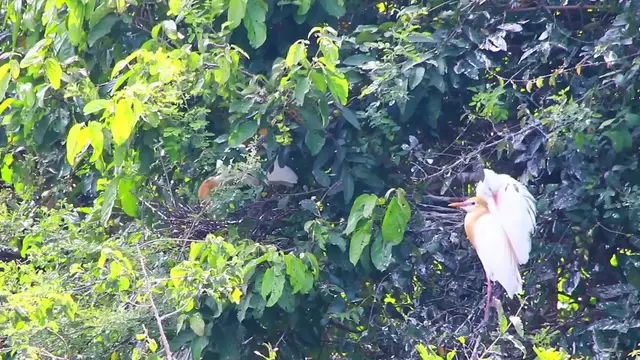 'Video thumbnail for Family of wild bird Cockroach'