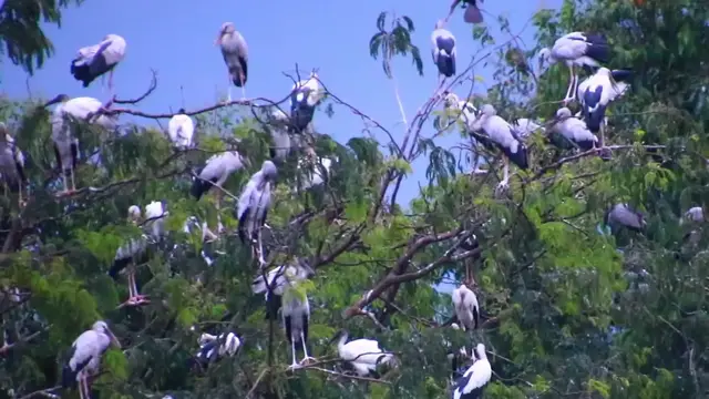'Video thumbnail for Amazing bird live on area birds life'