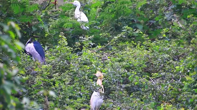 'Video thumbnail for Oh wild bird on nest'