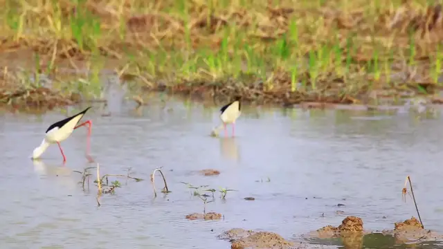 'Video thumbnail for Unkhnow of name bird find catch food eat'