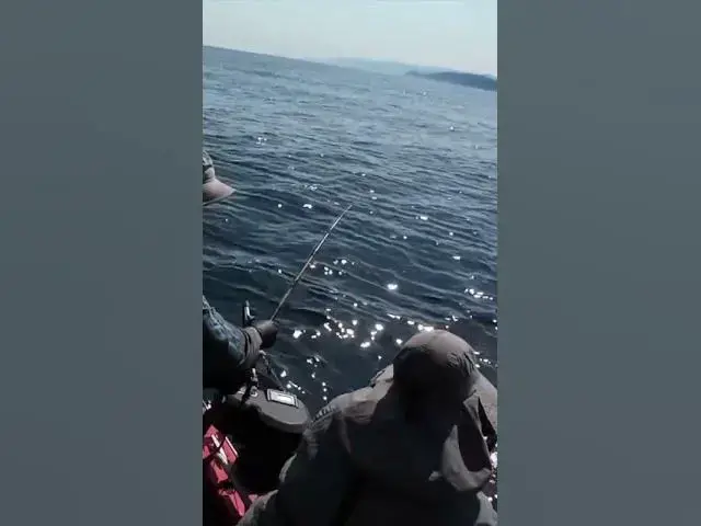 'Video thumbnail for Find someone that loves you the way a shark loves a big fat herring 🤣'