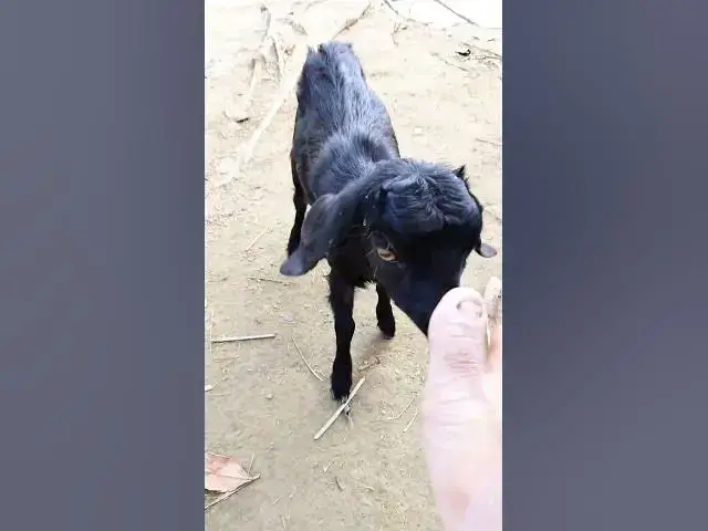 'Video thumbnail for Goat #shorts #ytshorts #viral'