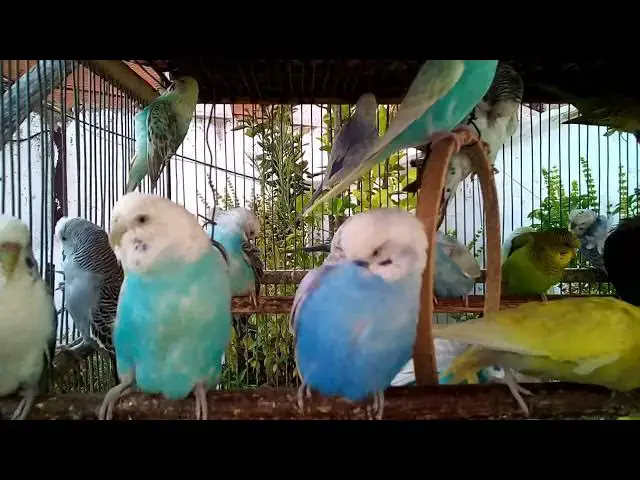 'Video thumbnail for 스트레스를 풀어주는 앵무새 소리 🎵🕊️'