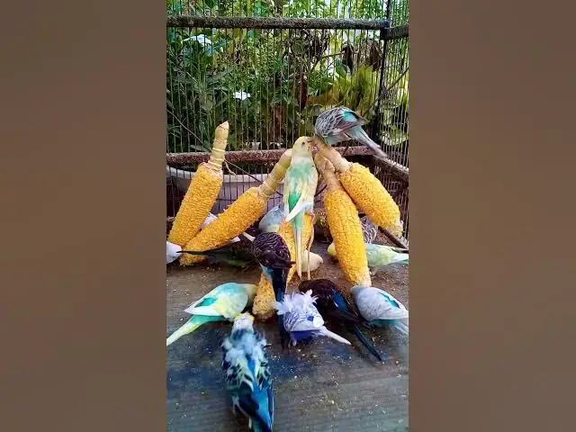 'Video thumbnail for 우리 새를 위한 채소 준비하는 방법 간단한 레시피! #birds #parrot #budgies #birdsounds #animals #새의 세계안녕하세요, {Inco 건강 상태 표'