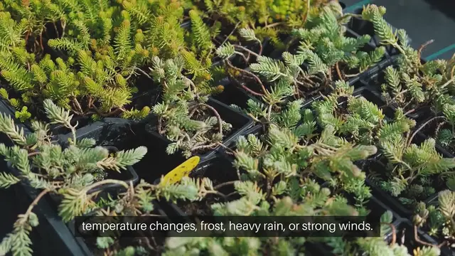 'Video thumbnail for Protecting Plants During Sudden Weather'
