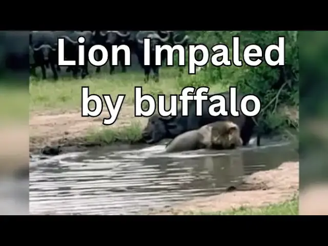 'Video thumbnail for Lion Impaled By Buffalo in Failed Hunt'