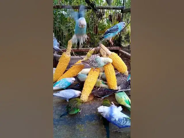 'Video thumbnail for 우리 새를 위한 채소 준비하는 방법 간단한 레시피! #birds #parrot #budgies #birdsounds #animals #새의 세계안녕하세요, {Inco 건강 상태 표'