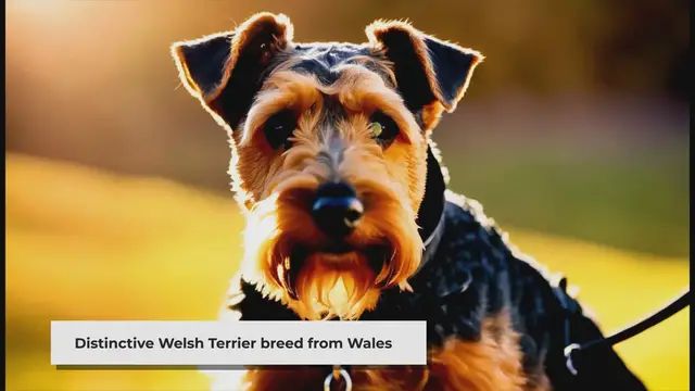 'Video thumbnail for For what purpose was the Welsh Terrier originally bred?'