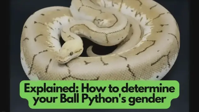 'Video thumbnail for Do female ball pythons have spurs on their bodies?'