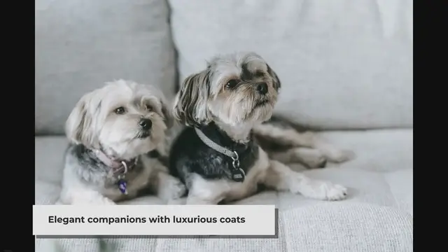 'Video thumbnail for What is the ideal weight for a male silky terrier?'