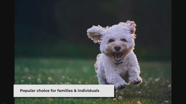 'Video thumbnail for On average, how long do silky terriers typically live?'