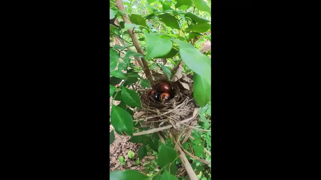 'Video thumbnail for Egg Bird Growth #babybird #dove #dovebird #nestbird #shortbird #nestdove #birdeat #birdfeed'