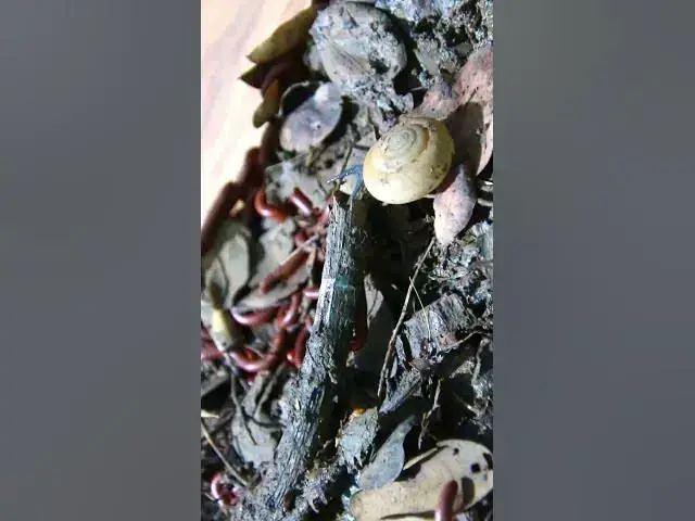 'Video thumbnail for Insect a lot with snail'