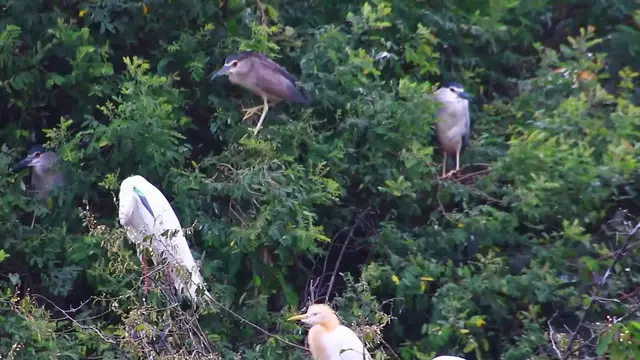'Video thumbnail for Top Wild bird a lot​ forest'