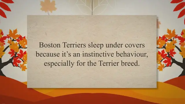 'Video thumbnail for Why Do Boston Terriers Sleep Under Covers?'