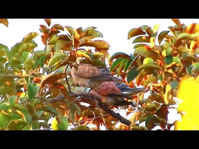 'Video thumbnail for Dove wild | nest wild of dove'