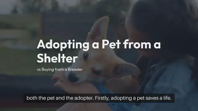 'Video thumbnail for Why Adopt Instead Of Buying A Pet'