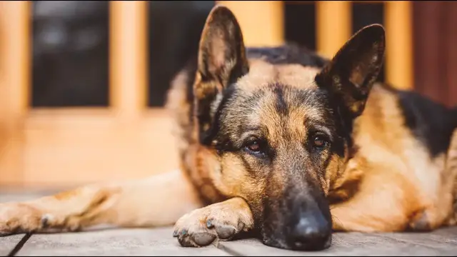 'Video thumbnail for The Origin of the German Shepherd: History and Personality'