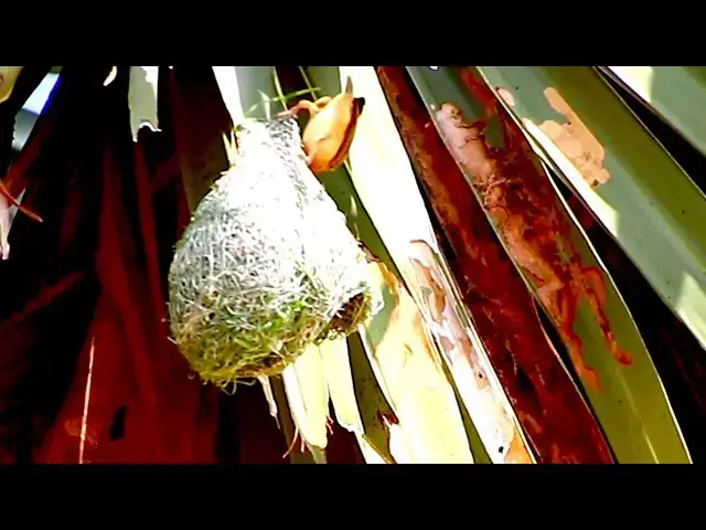 'Video thumbnail for maya bird made nest for egg & baby bird'