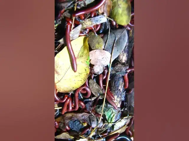 'Video thumbnail for Top Insect or worm eat'