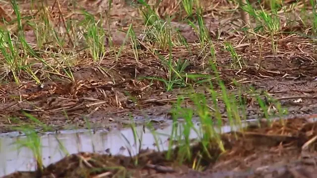 'Video thumbnail for Small bird find catch food in lake'
