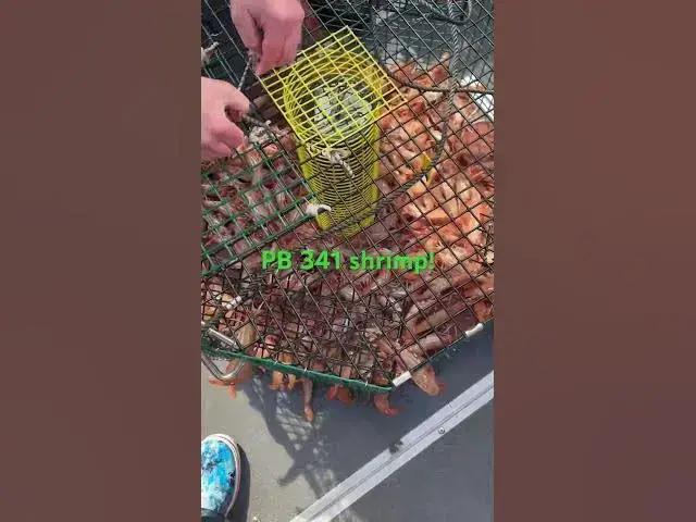 'Video thumbnail for Got my PB of spot shrimp in one pot today! 341!'