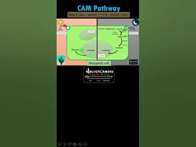 'Video thumbnail for CAM cycle in 60 Seconds'