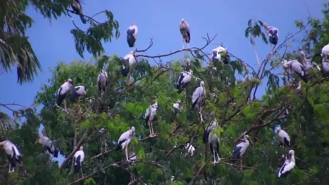 'Video thumbnail for Bird stay on nest the everning'