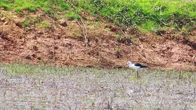 'Video thumbnail for Wild of small bird find catch food eat at field'