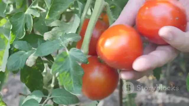 'Video thumbnail for Growing Tomato in Home Garden Easy Tomato Farming Tips for Your Daily Needs'