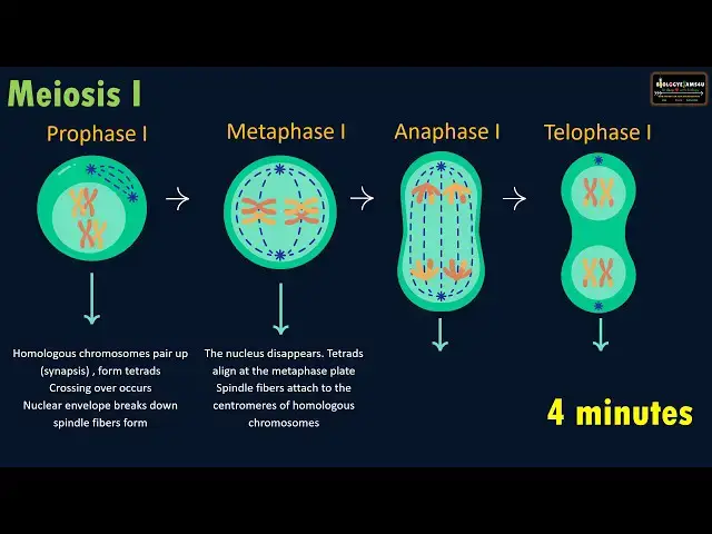 'Video thumbnail for Learn Stages of Meiosis in 4 Minutes'