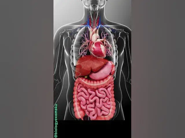 'Video thumbnail for Amazing Human body Internal Organs Animation|| Relax and Appreciate'
