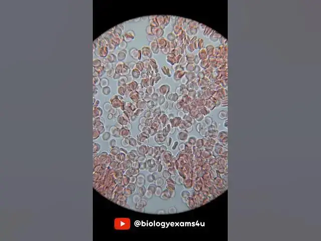 'Video thumbnail for Blood cells under Microscope 🔬#education'
