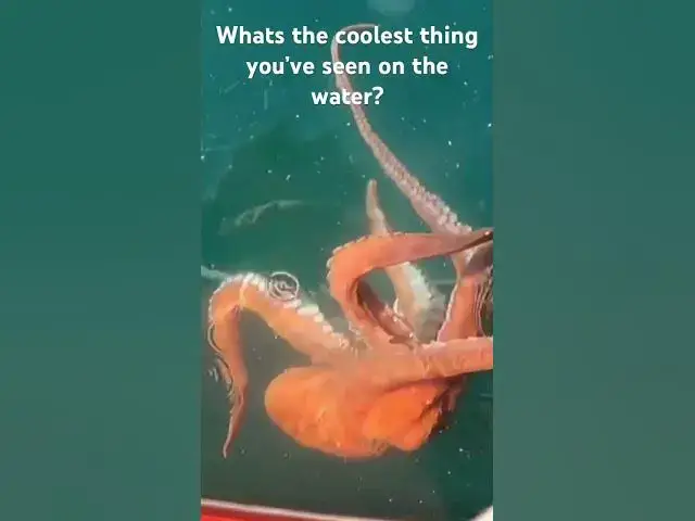 'Video thumbnail for What’s the coolest thing you’ve seen on the water?'