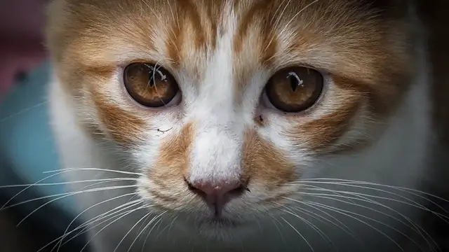 'Video thumbnail for This Is What Everyone Gets Wrong About Cats'