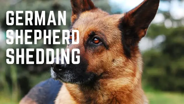 'Video thumbnail for German Shepherd Shedding  Do German Shepherds shed a lot'