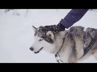 'Video thumbnail for Top 10 Adventures in Alaska You Must Try'