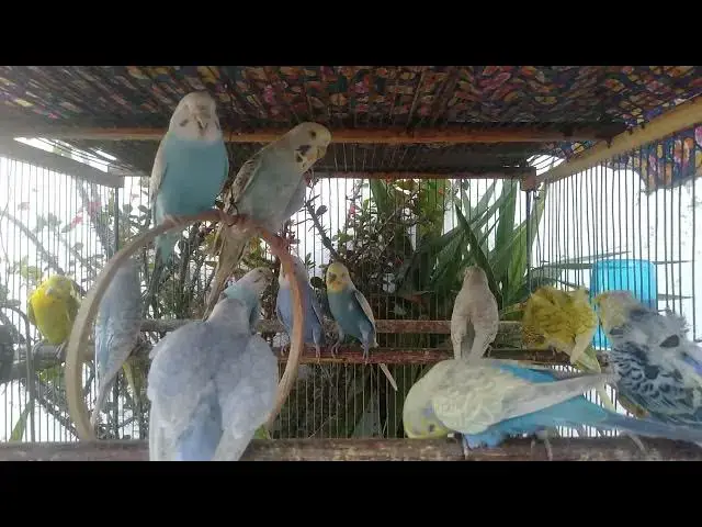 'Video thumbnail for 🦜 Papagei verhält sich wie ein Hund! 🐶🦜 Einfach süß!'