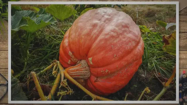 'Video thumbnail for Growing Pumpkins in Grow Bags'