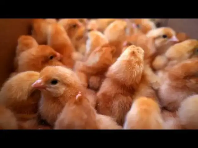 'Video thumbnail for "How 7 Effective Feeders and Waterers for Healthy Chickens"'