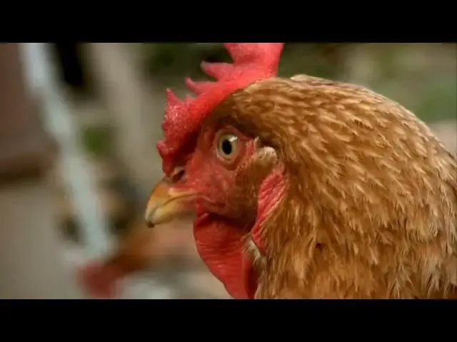 'Video thumbnail for "Building Chicken Coop: 5 Essential Mistakes Newbies Make Every Time"'
