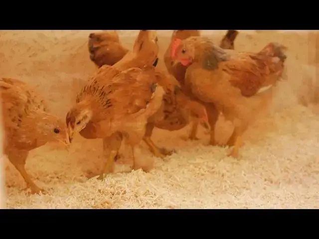 'Video thumbnail for "Preventing Disease Outbreaks: Boosting Chicken Flock Immunity with Vaccination Guidelines"'