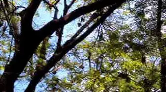 'Video thumbnail for Coimbatore Zoo Bats'