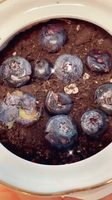 'Video thumbnail for How To grow a blueberry plant, soil method'